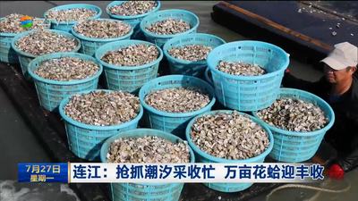 连江：抢抓潮汐采收忙 万亩花蛤迎丰收