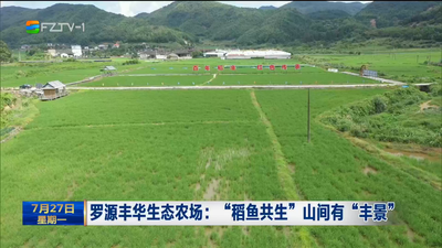 罗源丰华生态农场：“稻鱼共生” 山间有“丰景”