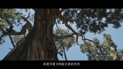 纪录片《树说中国》第一集《与时光对望的古柏》今晚播出
