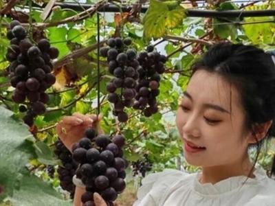 闽清下祝葡萄迎最佳赏味期