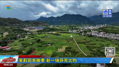 茉莉花丰收季 赴一场芬芳之约