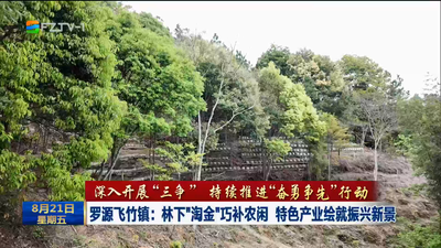 罗源飞竹镇：林下“淘金”巧补农闲 特色产业绘就振兴新景
