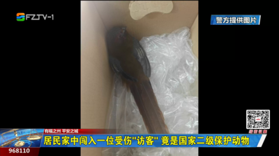 居民家中闯入一位受伤“访客” 竟是国家二级保护动物