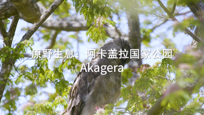 纪录片《原野生息：阿卡盖拉国家公园》带您观赏广阔的稀树草原景观