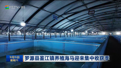 罗源县鉴江镇养殖海马迎来集中收获季