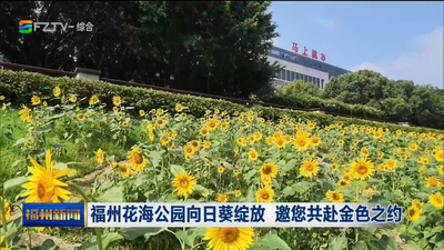 福州花海公园向日葵绽放 邀您共赴金色之约