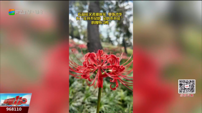 鼓岭林间红花盛放 观赏花海留心毒性提示