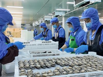 两岸同享一份鲜 罗源鲍鱼制品首次销往台湾地区