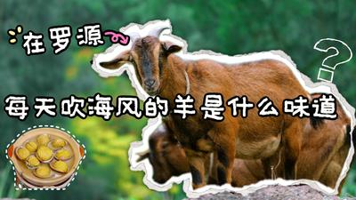 走进乡村学闽菜丨在罗源，每天吹海风的羊是什么味道？
