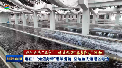 连江：“无边海带”陆续出苗 空运至大连地区养殖