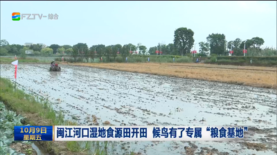 闽江河口湿地食源田开田 候鸟有了专属“粮食基地”