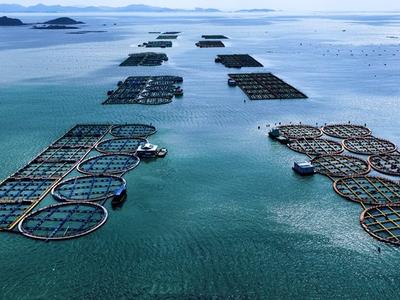 福清500多口深水抗风浪养殖网箱迎丰收 预计产值超6亿元